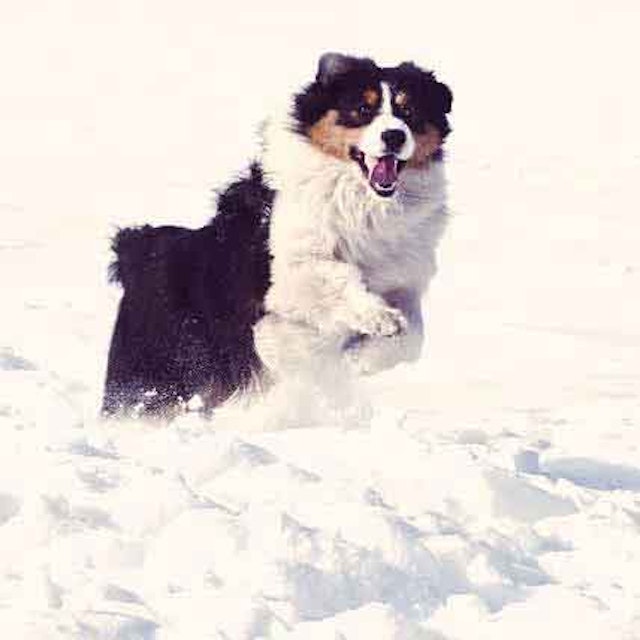 How To Trim Australian Shepherds