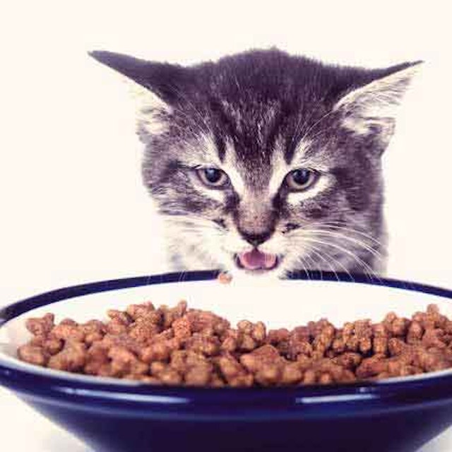 Automatic Cat Feeders And Water Fountains Petcarerx