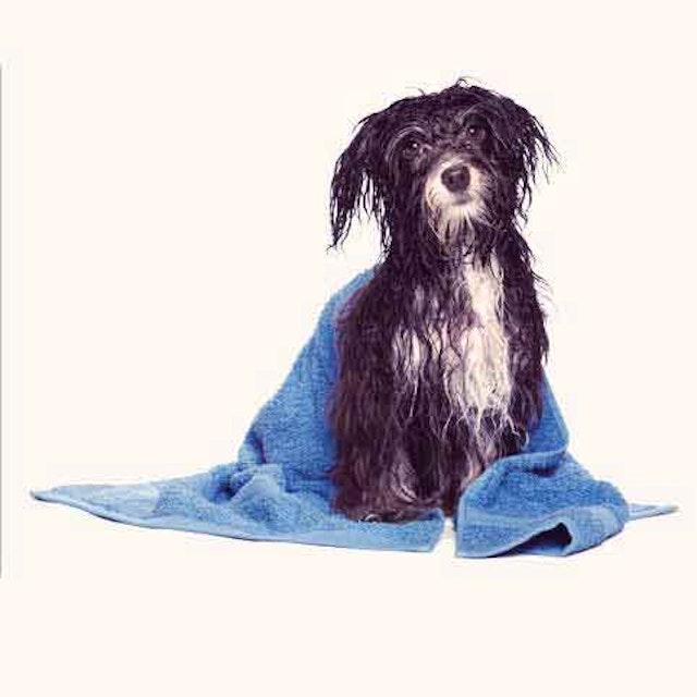 Can Bathing My Dog Affect Their Flea Treatment Petcarerx