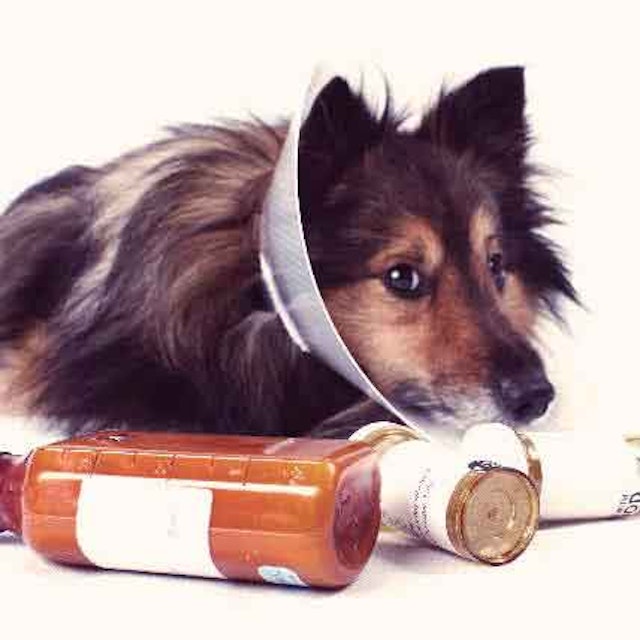 Can I Buy Canadian Pet Meds Petcarerx
