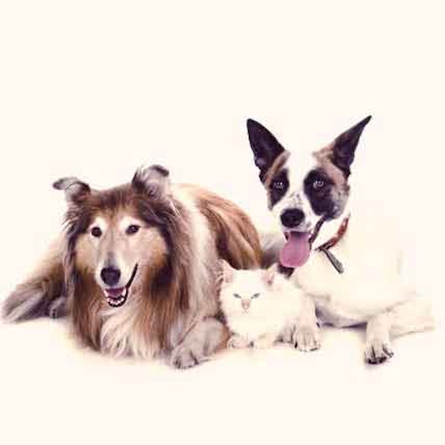 Dog Uti Treatment Antibiotics Diet Herbal Remedies Petcarerx