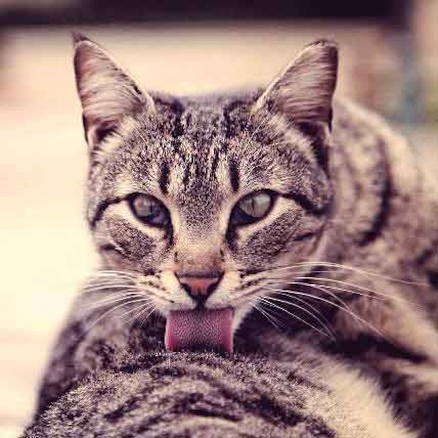 What to Do About Cat Hiccups | PetCareRx What to Do About Cat Hiccups | PetCareRx