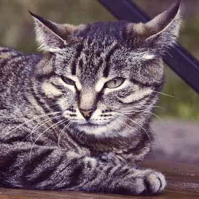 What to Do About Cat Hiccups | PetCareRx What to Do About Cat Hiccups | PetCareRx