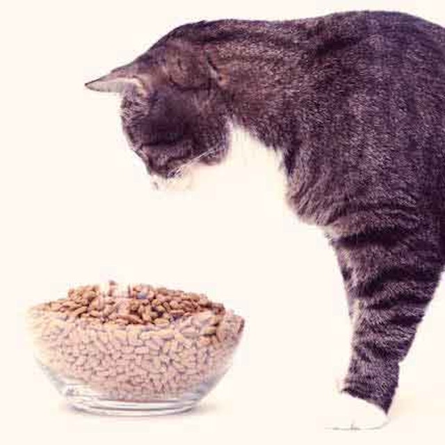 Nutrition For Male Cats Petcarerx Nutrition For Male Cats Petcarerx