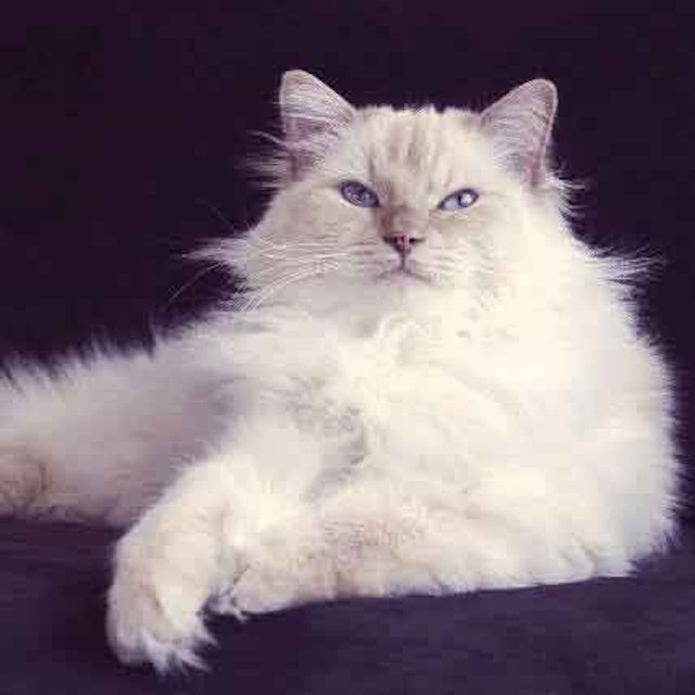 8 Types Of Cats With Blue Eyes Petcarerx