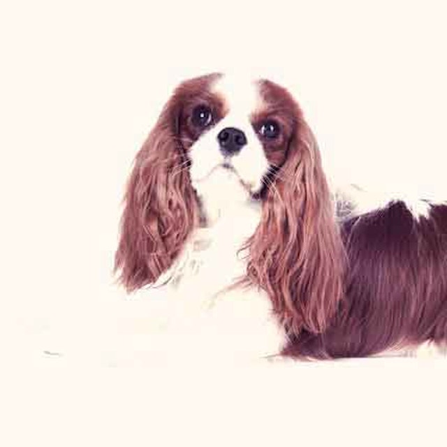 Grooming A Cavalier King Charles Spaniel Petcarerx