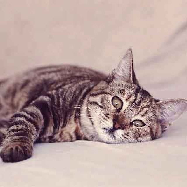 Everything You Need to Know About Coccidia in Cats | PetCareRx