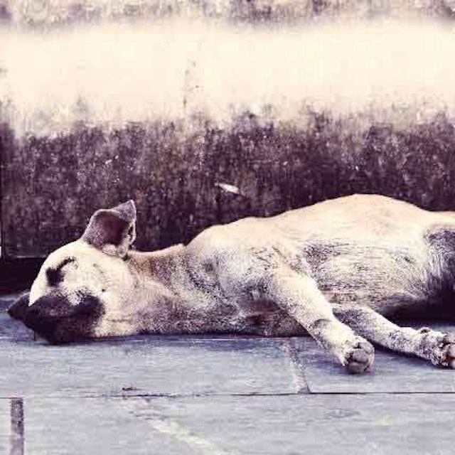 Denamarin For Dogs And Cats Managing Liver Disease Petcarerx Denamarin For Dogs And Cats Managing Liver Disease Petcarerx