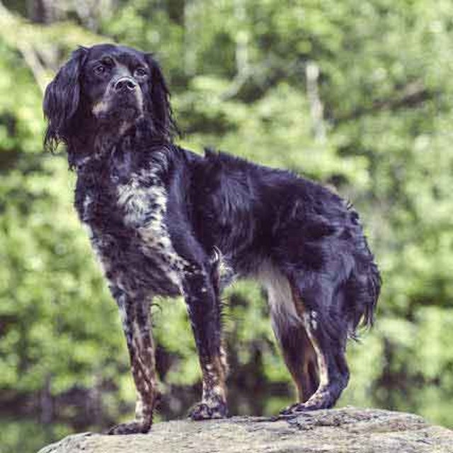 Diets For Dog And Cat Urinary Stones Petcarerx