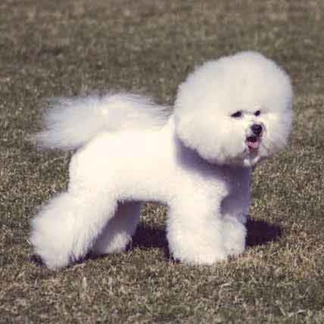 Bichon Frise Cici With Images Bichon Frise Bichon Dog Bichon Frise Dogs