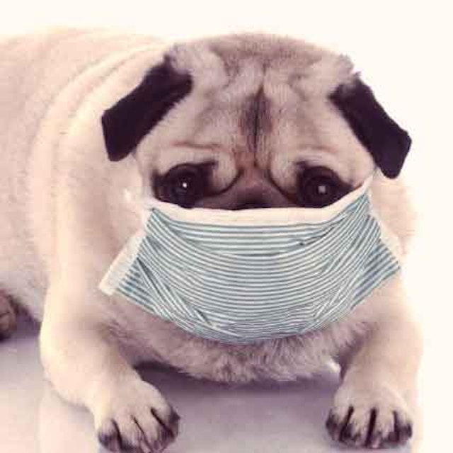 Dog Diseases And Symptoms A To Z Petcarerx