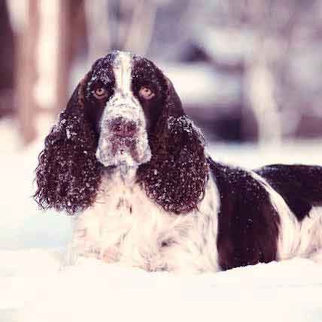 How Much Do English Springer Spaniels Shed Petcarerx