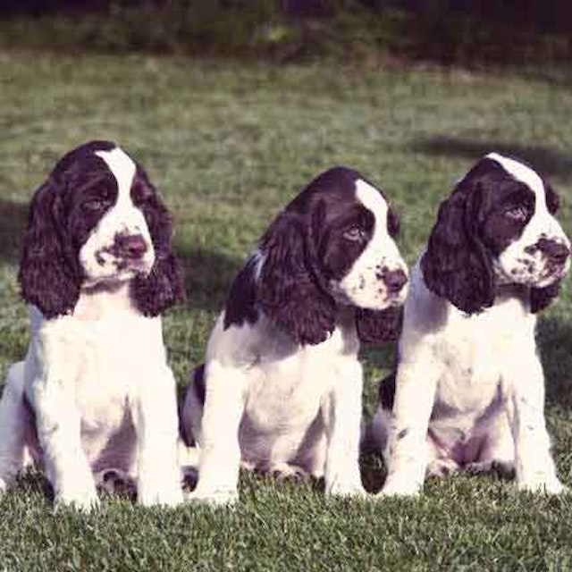 How Much Do English Springer Spaniels Shed Petcarerx