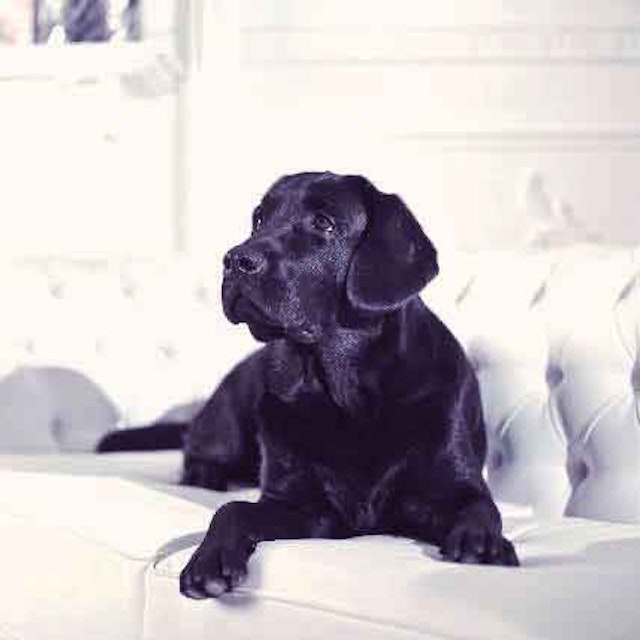 Excessive Dog Shedding When You Should Worry Petcarerx
