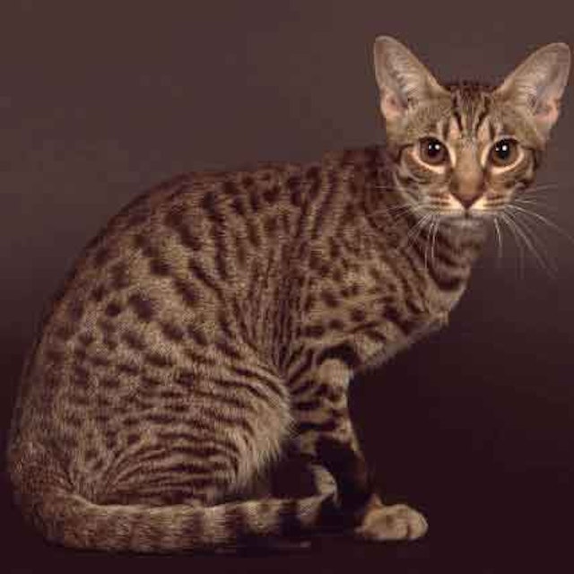 The Most Common Cat Breeds Petcarerx The Most Common Cat Breeds Petcarerx