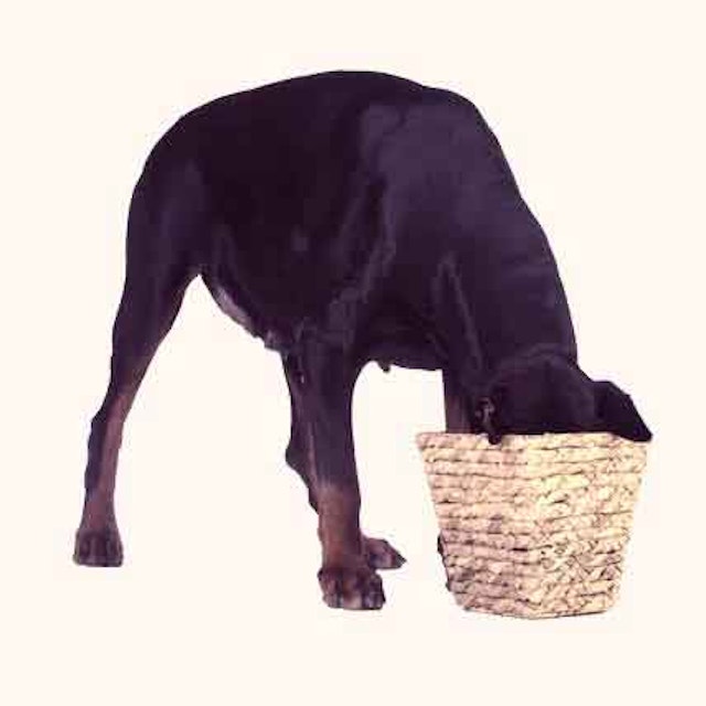 How To Feed A Doberman Pinscher Petcarerx