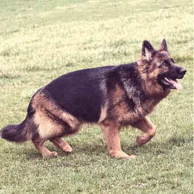 German Shepherd Hip Dysplasia Petcarerx