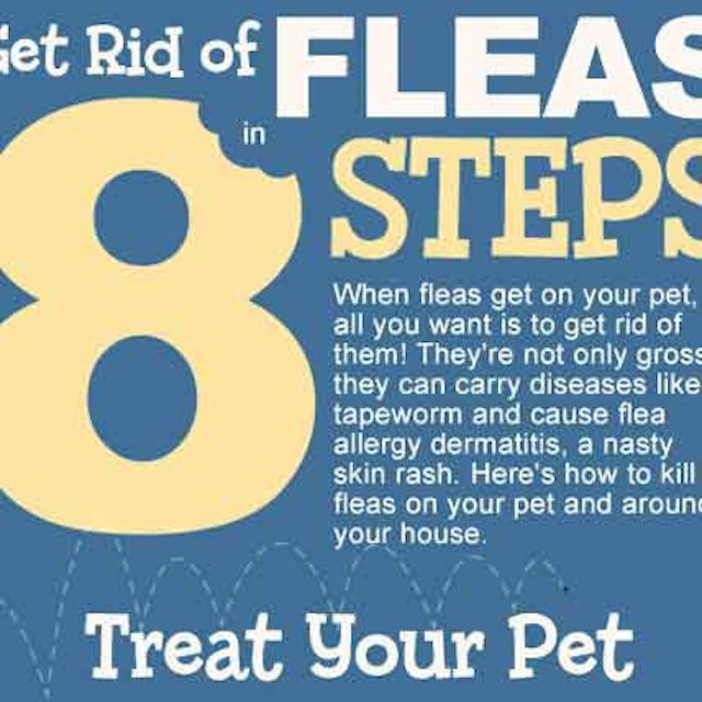 Get Rid Of Fleas In 8 Steps Infographic Petcarerx Get Rid Of Fleas In 8 Steps Infographic