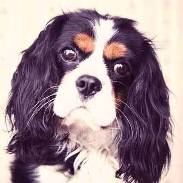 Grooming A Cavalier King Charles Spaniel Petcarerx Grooming A Cavalier King Charles Spaniel Petcarerx