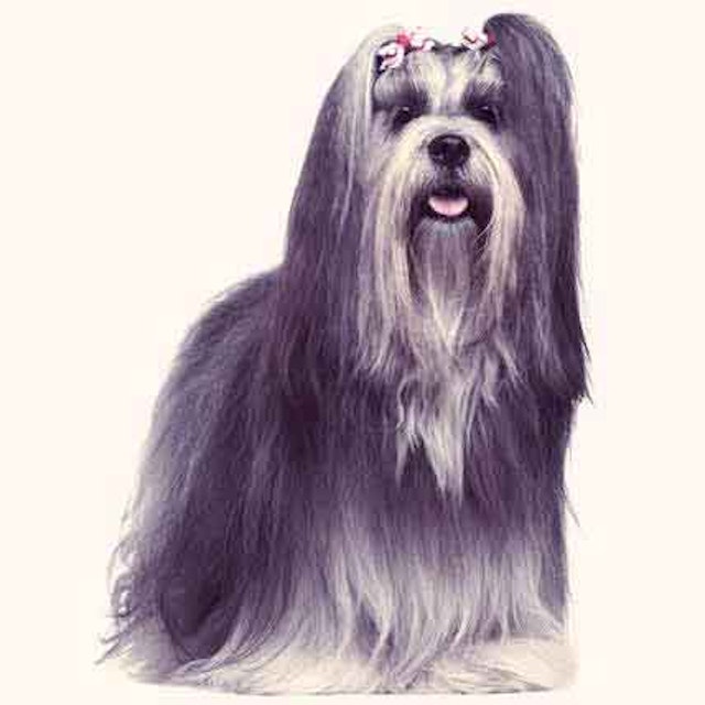 Common Lhasa Apso Health Problems Petcarerx