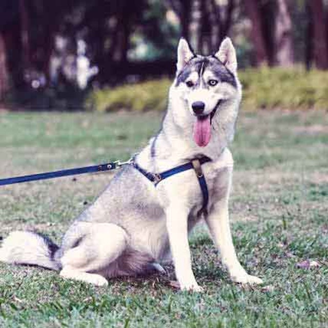 Dog Breed Weight Chart Fat Skinny Petcarerx How To Help A Siberian Husky