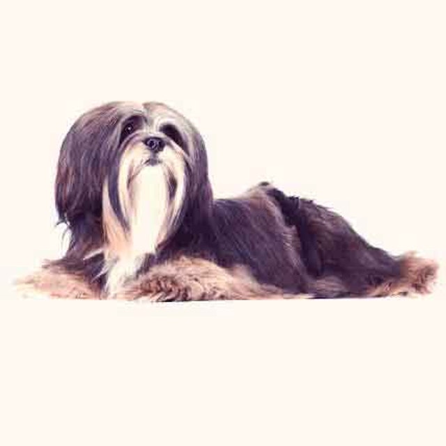 Common Lhasa Apso Health Problems Petcarerx