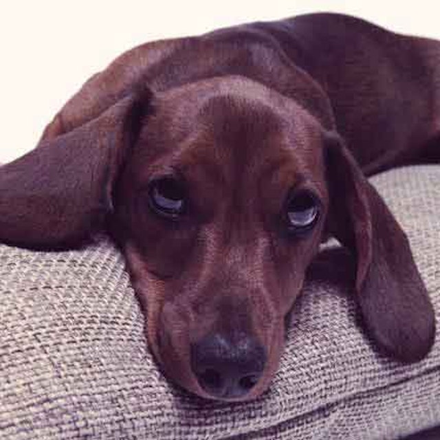 Can You Put Vaseline On A Dog S Hot Spot Hot Spot Treatment Canine And Feline Hot Spot Petcarerx