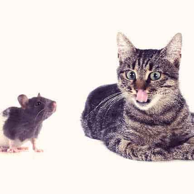 Is It Safe To Let Your Cat Get Rid Of Mice Petcarerx Is It Safe To Let Your Cat Get Rid Of Mice Petcarerx