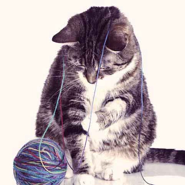 Is It Safe To Let Your Cat Get Rid Of Mice Petcarerx Mix It Up With A New Cat Toy