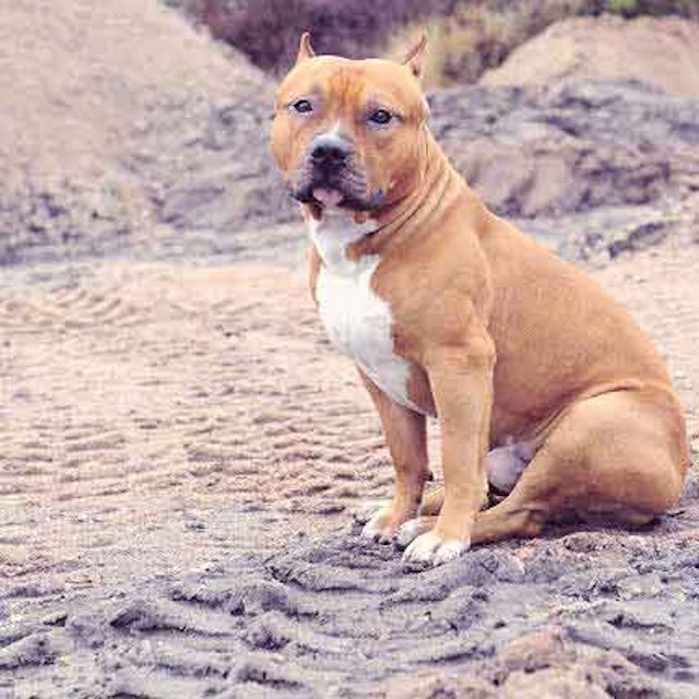 Pit Bulll Diet Tips