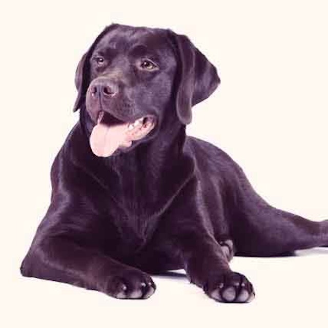 What S The Cost Of Heartworm Treatment Petcarerx