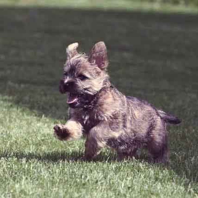 Your Puppy Vaccination Your Puppy Vaccination