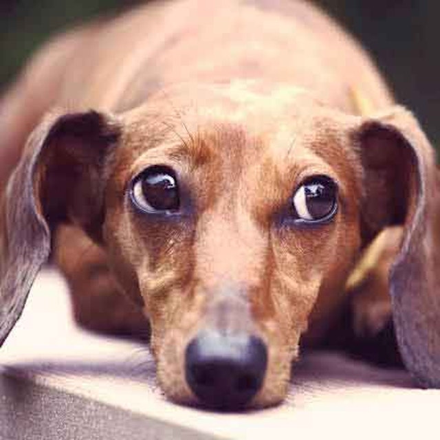How To Quiet A Barking Dachshund Dog Petcarerx,What Color Should I Paint My Ceiling In A Small Room