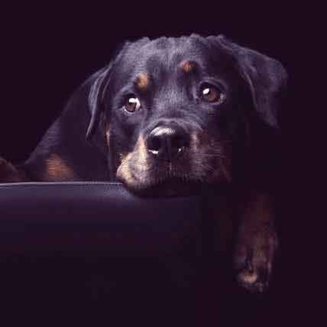 How To Make A Rottweiler A Guard Dog Petcarerx
