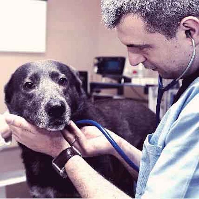3 Ways To Save On Chemo And Cancer Drugs For Dogs Petcarerx