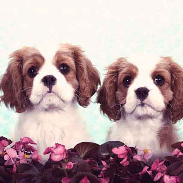 Serving Size Per Day For A Cavalier King Charles Spaniel Petcarerx Serving Size Per Day For A Cavalier King Charles Spaniel Petcarerx