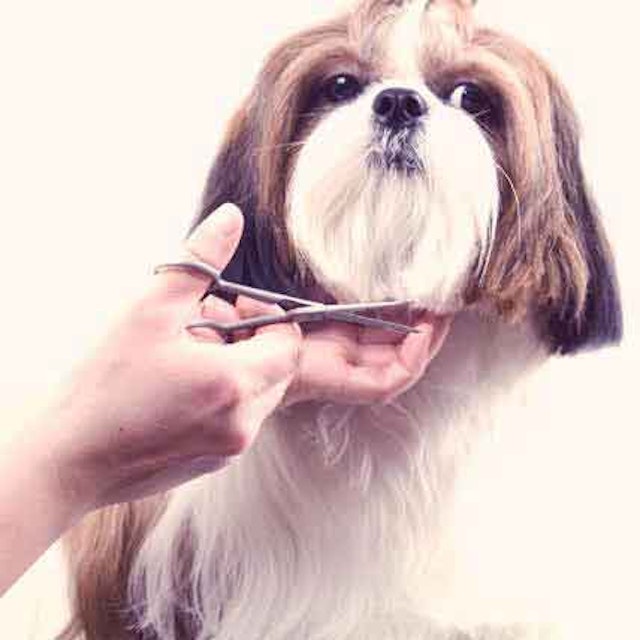 7 Shih Tzu Haircuts Petcarerx Com