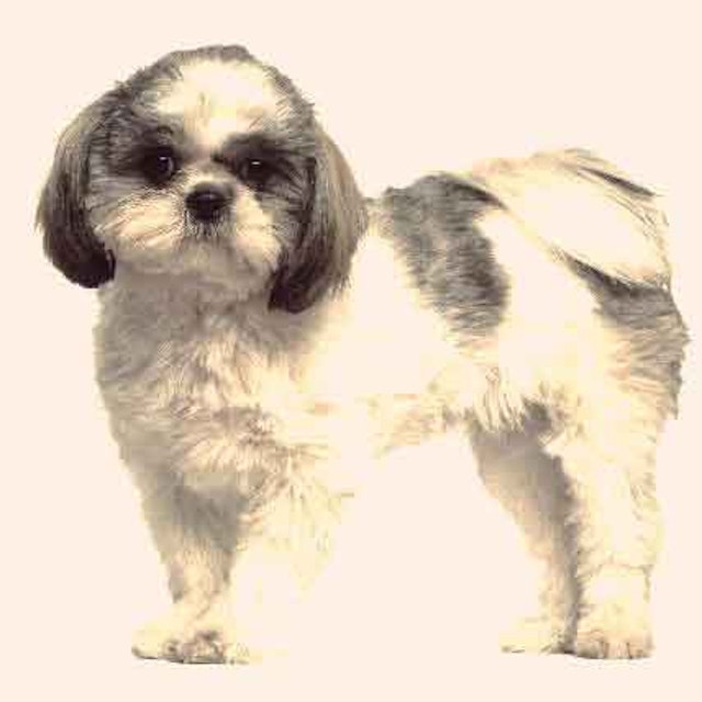 7 Shih Tzu Haircuts Petcarerx Com