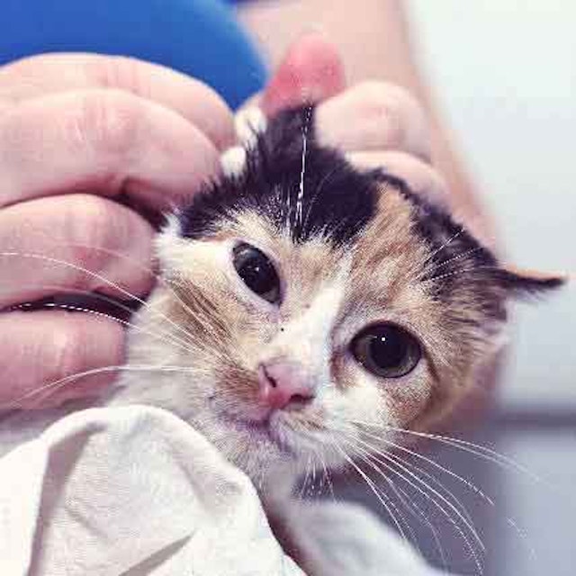 These Special Kittens Will Make You Happy Cats Are Wonderful Creatures Funnycats Baby Cats Pretty Cats Cats