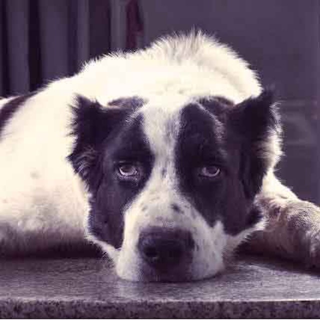 7 Warnings Signs Of Cushing S Disease In Dogs Petcarerx