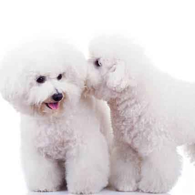 Hairstyles For Bichon Frise Petcarerx
