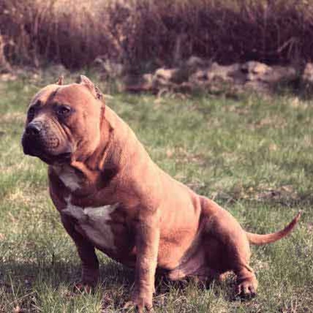 Urinary Incontinence Symptoms In Dogs Petcarerx