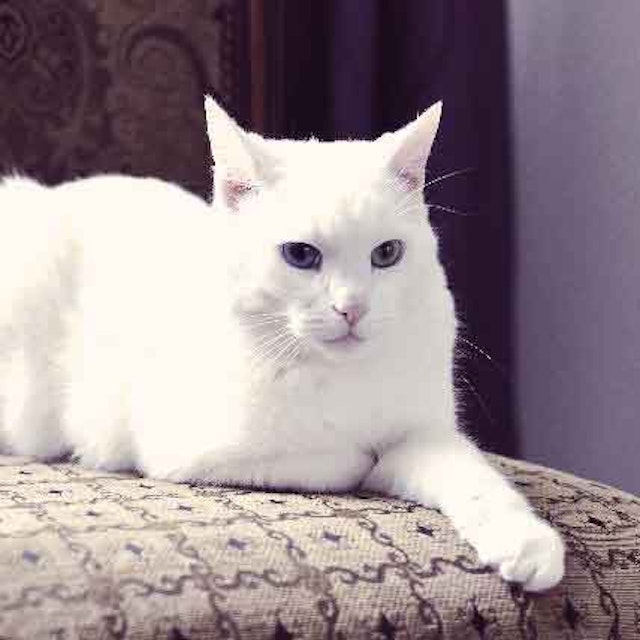 Symptoms Of Anemia In Cats Petcarerx