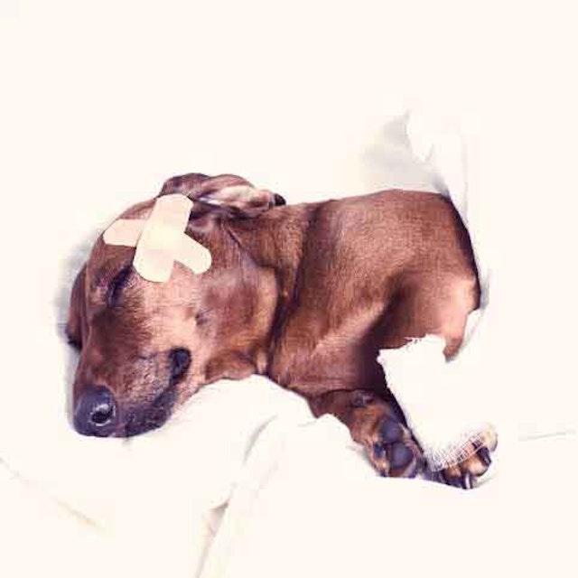 Pet First Aid How To Treat Dog Wounds Petcarerx