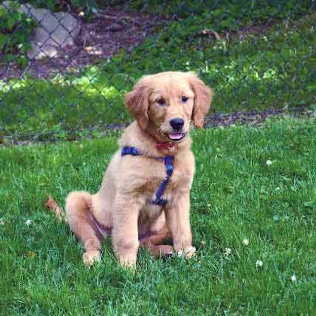 Tri Heart Plus Vs Heartgard For Dogs Petcarerx