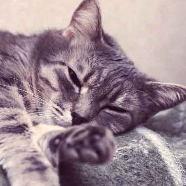 The 4 Most Common Causes Of Cat Renal Failure Petcarerx