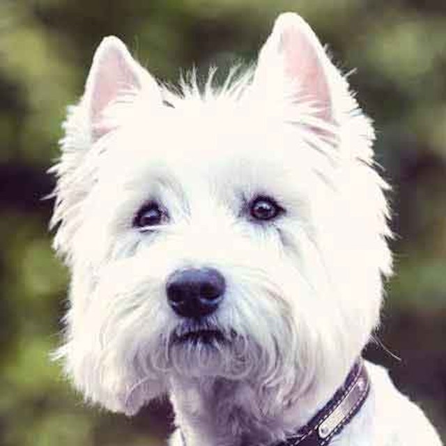 Haircut Styles For A West Highland White Terrier Petcarerx