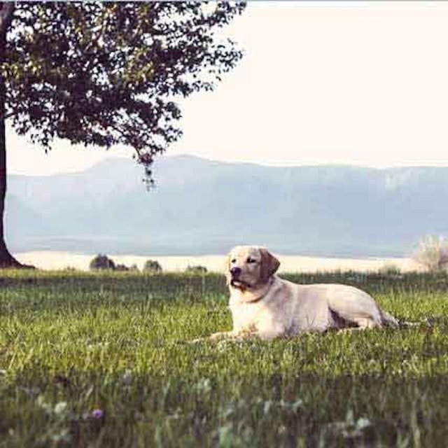 Oral Flea Protection Flea Pills For Dogs And Cats Petcarerx