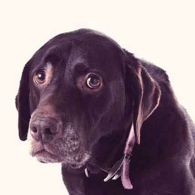Cataracts Symptoms In Dogs Petcarerx When Dogs Get Cataracts