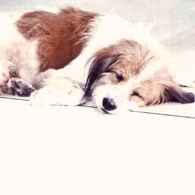 poisonous plants to cats and dogs petcarerx when to call animal poison